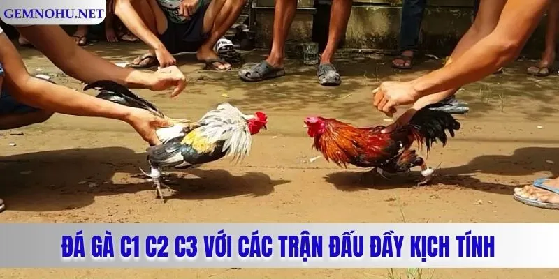 Đá Gà C1 C2 C3 Với Các Trận Đấu Đầy Kịch Tính Và Sôi Động