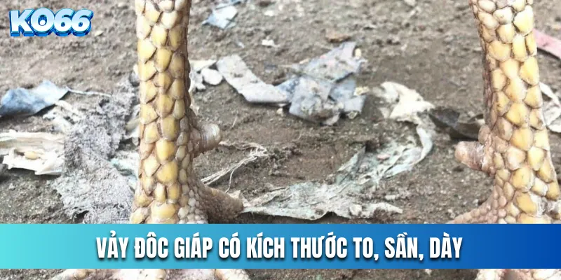 Vảy Đôc Giáp có kích thước to, sần, dày