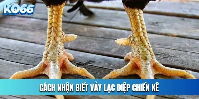 Cách nhận biết vảy lạc diệp chiến kê