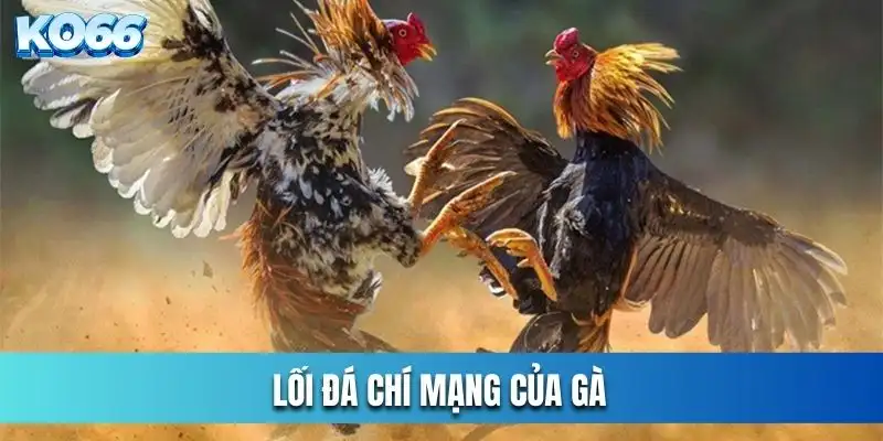 Lối đá chí mạng của gà